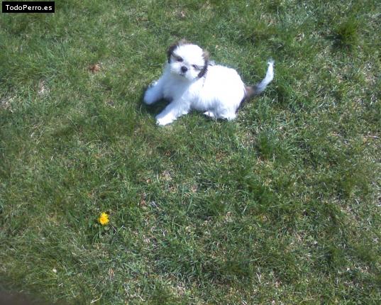 Foto del perro Snoopy