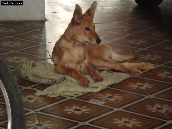 Foto del perro Juana