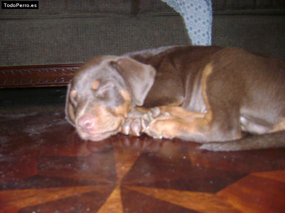 Foto del perro Gonzalo