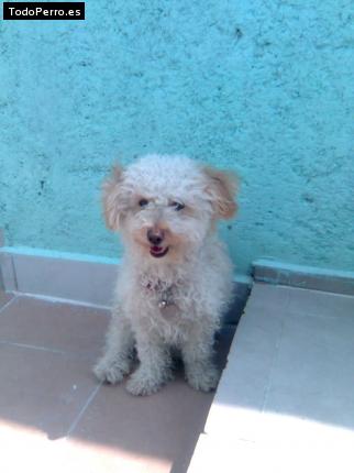 Foto del perro Cris