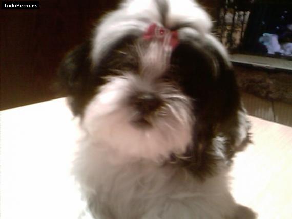 Foto del perro Duna
