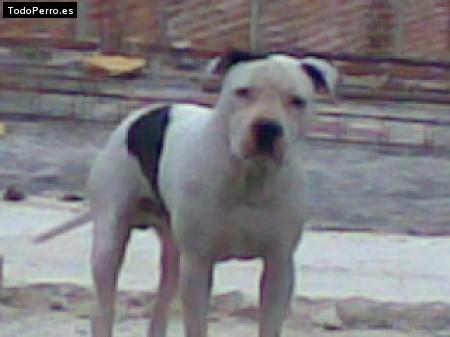 Foto del perro Russo