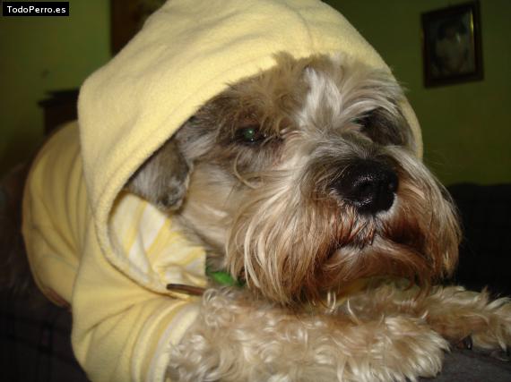 Foto del perro Katty