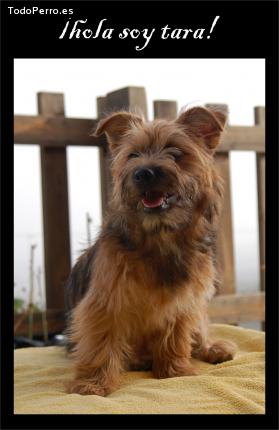 Foto del perro Tara