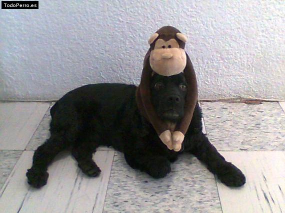 Foto del perro Doris
