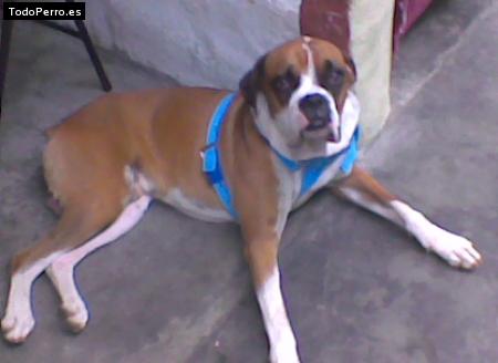 Foto del perro Beethoven