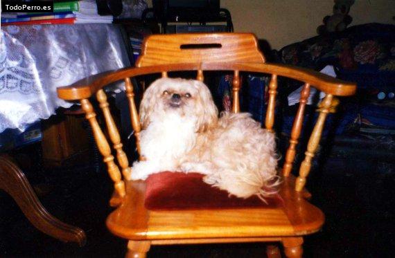 Foto del perro Tofy