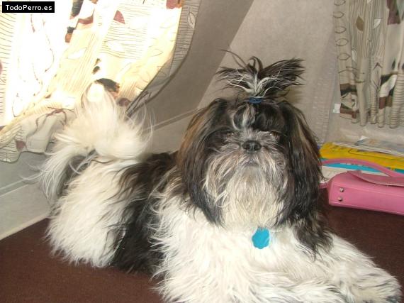 Foto del perro Jerry