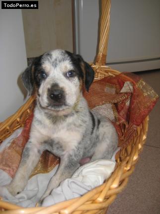 Foto del perro Seixo