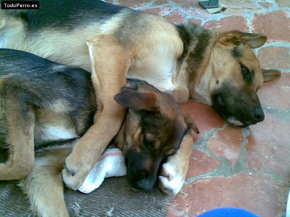 Foto del perro Rex y deisy