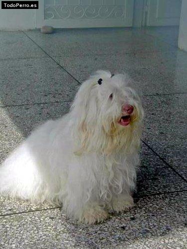 La foto del perro Candy Foto del perro Candy