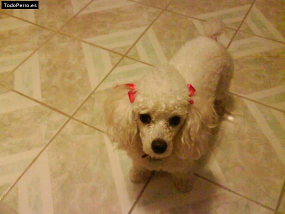 Foto del perro Chiquita