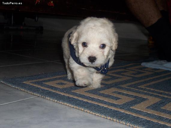 Foto del perro Totto