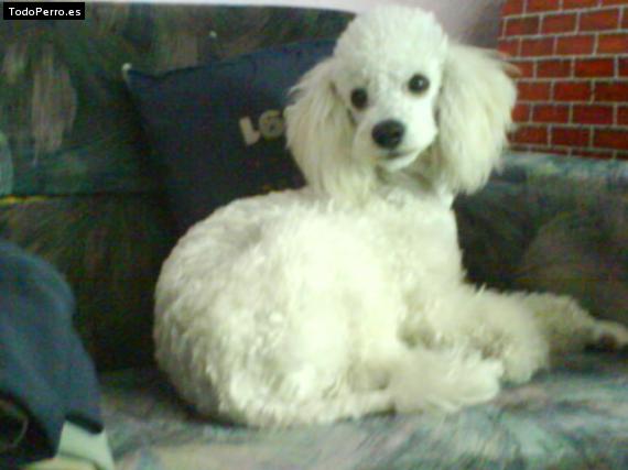 Foto del perro Starky