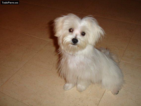 Foto del perro Sacha