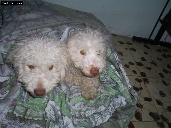 Foto del perro Coqui y osito