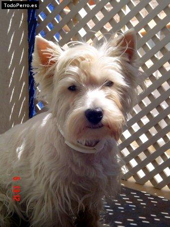 Foto del perro Casper