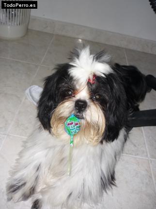 Foto del perro Onasis