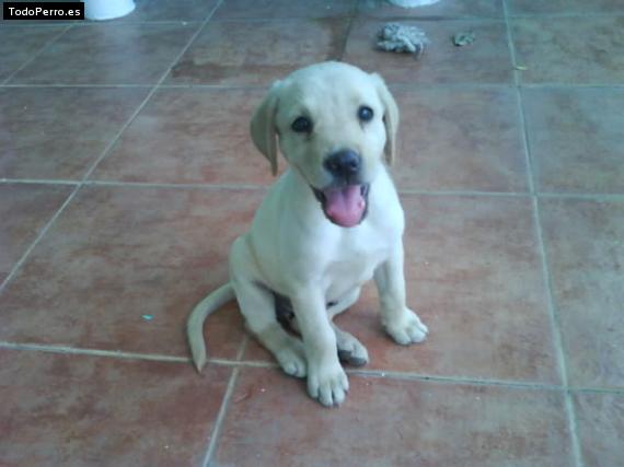 La foto del perro Lasha Foto del perro Lasha