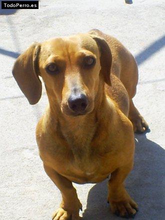 Foto del perro Baby