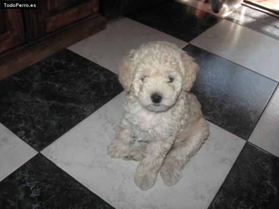 Foto del perro Roberta