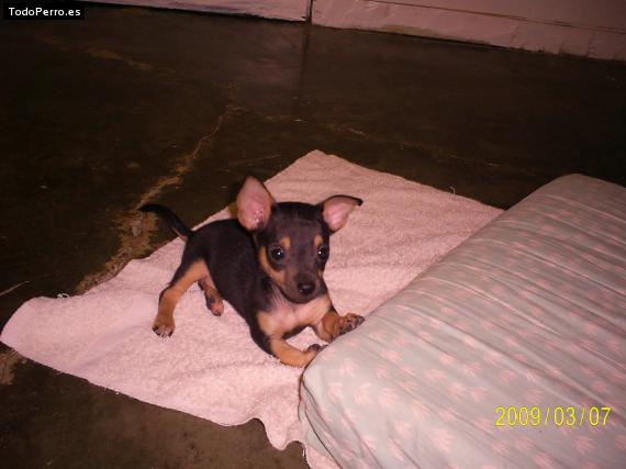 Foto del perro Yonper