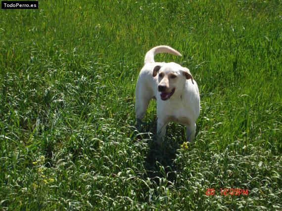 La foto del perro Lucas Foto del perro Lucas