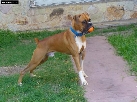 Foto del perro Homero