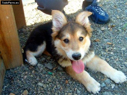 Foto del perro Marina