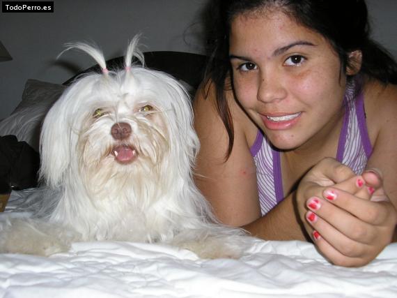La foto del perro