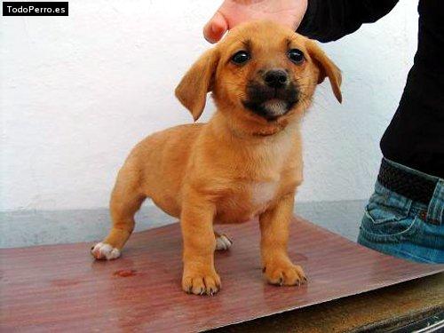 Foto del perro Margarita