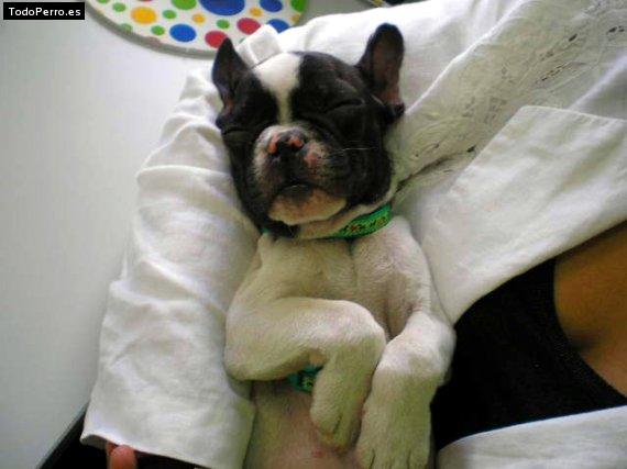 La foto del perro Moll Foto del perro Moll