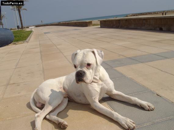 Foto del perro Neo