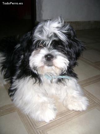 Foto del perro Hiroshi