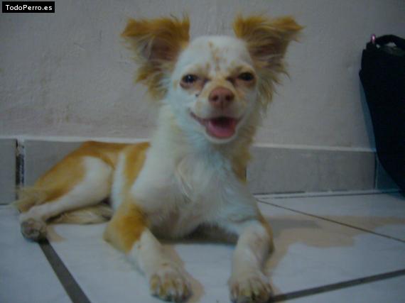 Foto del perro Hinata