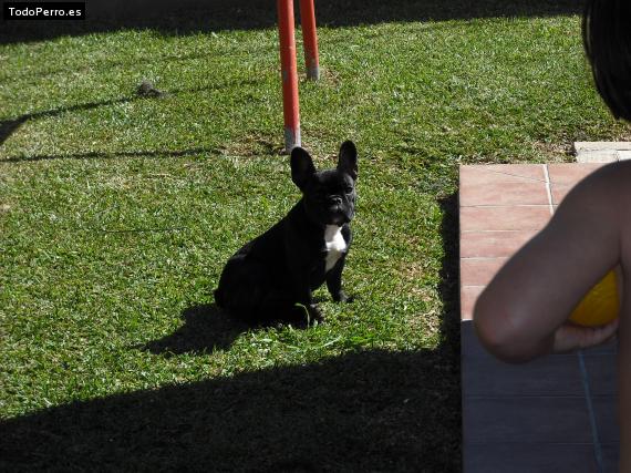 La foto del perro