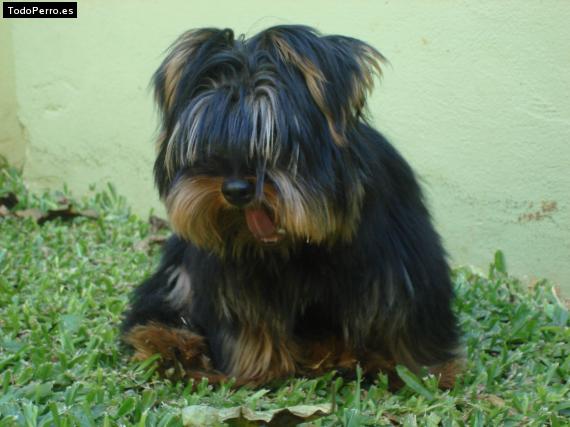 Foto del perro Chiko