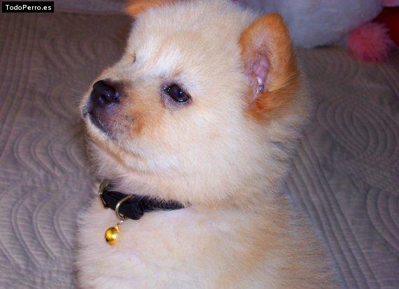 La foto del perro Lucy Foto del perro Lucy