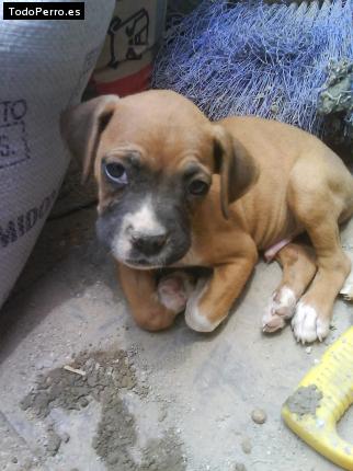 Foto del perro Terry