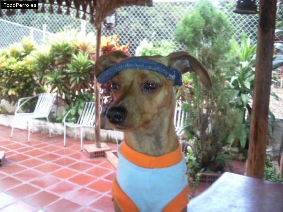 La foto del perro