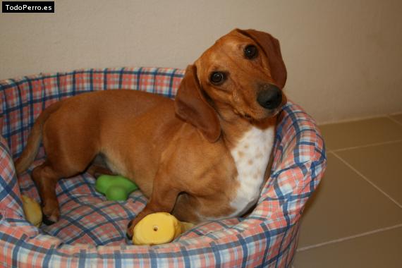 La foto del perro