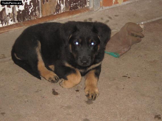 Foto del perro Taison