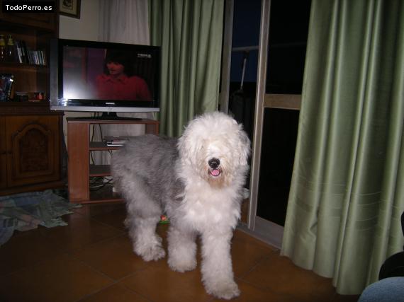 La foto del perro Kika Foto del perro Kika