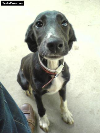 Foto del perro Queka