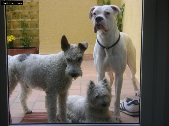 Foto del perro Ron