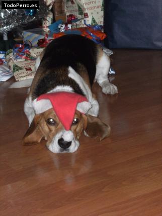 La foto del perro Joker Foto del perro Joker