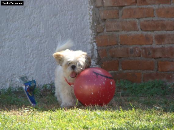 Foto del perro Camilla