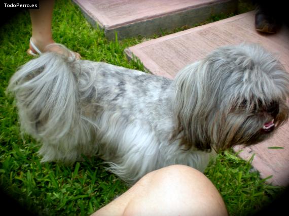 Foto del perro Charlito