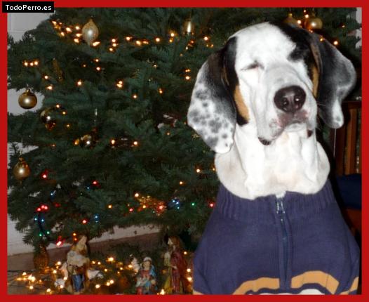 Foto del perro Tito