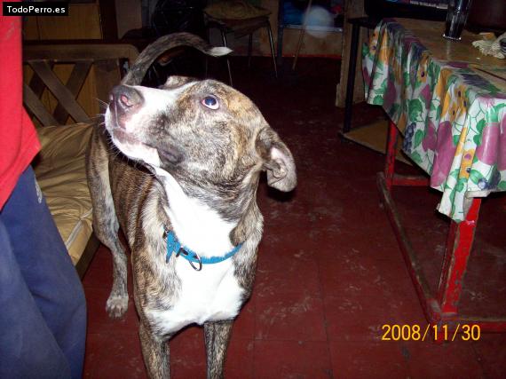 Foto del perro Wilson